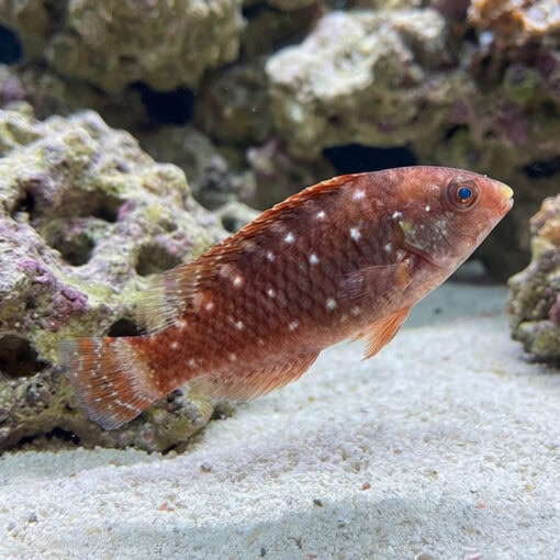 Stoplight Parrotfish - Image 4