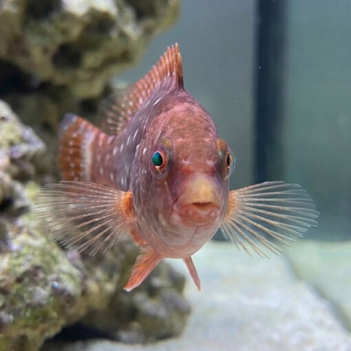 Stoplight Parrotfish - Image 5