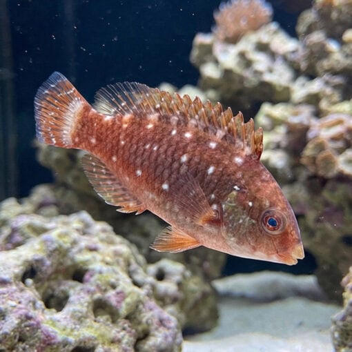 Stoplight Parrotfish