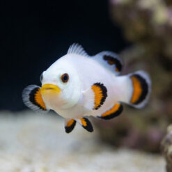 Alternative view of Ice Storm Ocellaris Clownfish: Captive Bred