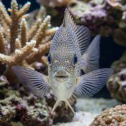 Alternative view of Streaked Spinefoot Rabbitfish