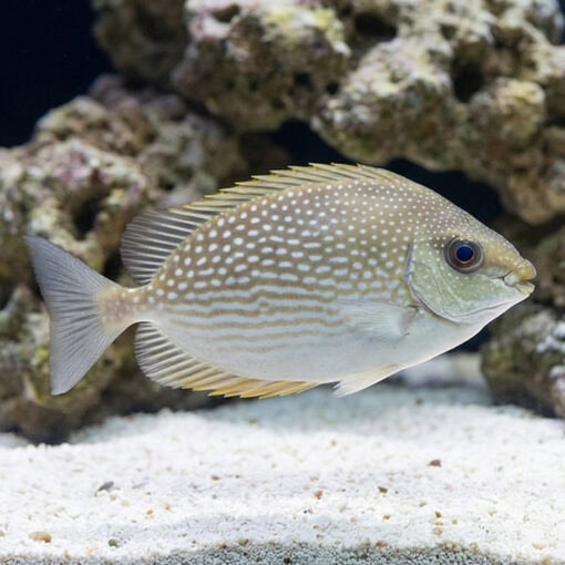 Streaked Spinefoot Rabbitfish - Image 3