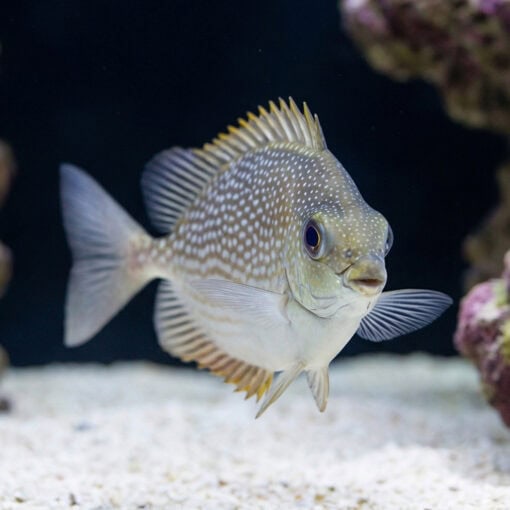 Streaked Spinefoot Rabbitfish - Image 4
