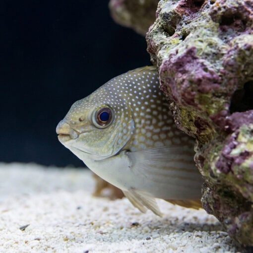 Streaked Spinefoot Rabbitfish - Image 5