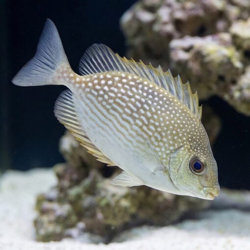 Streaked Spinefoot Rabbitfish