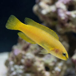 Stripe-Tail Dottyback