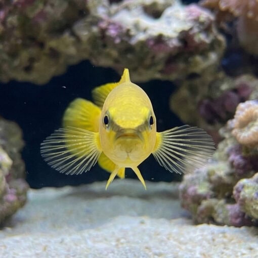 Stripe-Tail Dottyback - Image 2