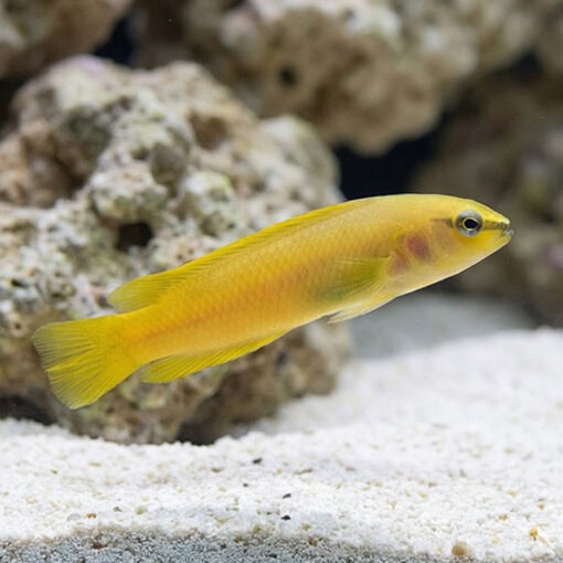 Stripe-Tail Dottyback - Image 3
