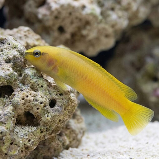 Stripe-Tail Dottyback - Image 5