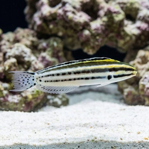 Striped Blenny