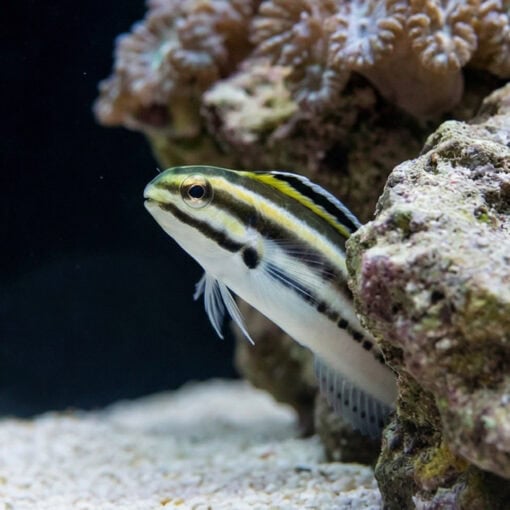 Striped Blenny - Image 2