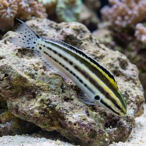 Striped Blenny - Image 3