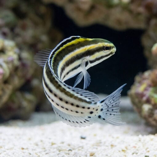 Striped Blenny - Image 4