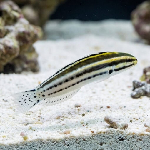 Striped Blenny - Image 5
