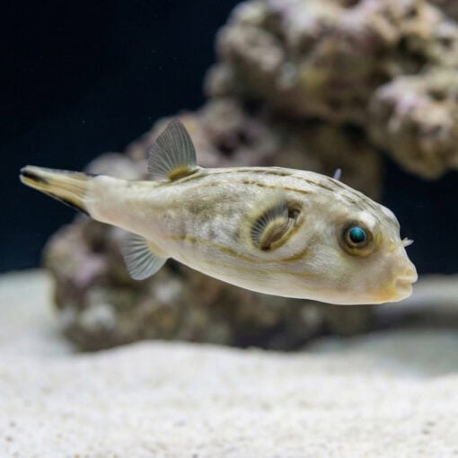Striped Dogface Puffer