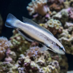 Striped Dottyback