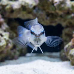 Alternative view of Striped Dottyback