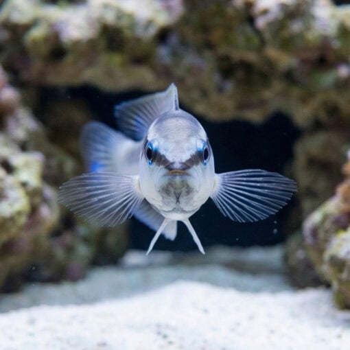 Striped Dottyback - Image 2