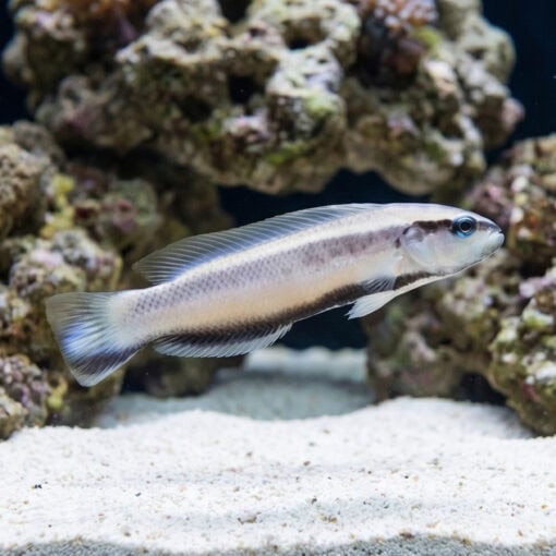 Striped Dottyback - Image 3
