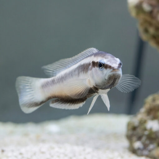 Striped Dottyback - Image 4