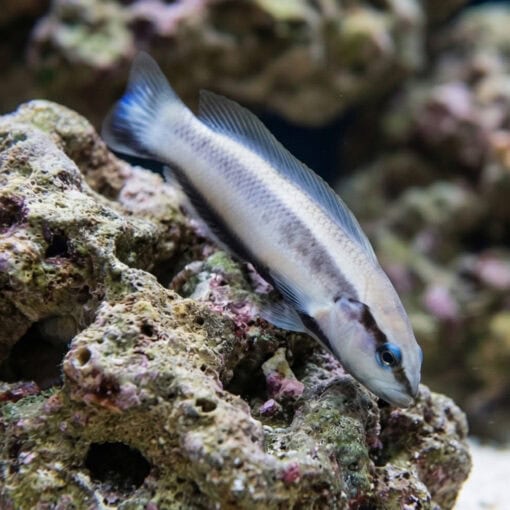 Striped Dottyback - Image 5