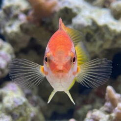 Alternative view of Striped Hogfish