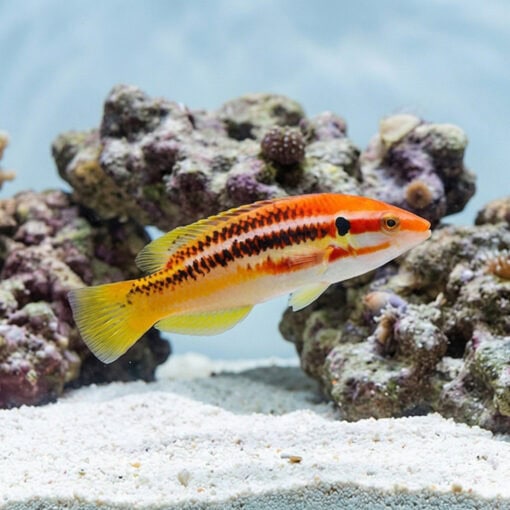 Striped Hogfish - Image 3
