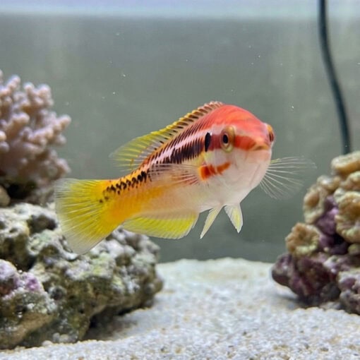 Striped Hogfish - Image 4