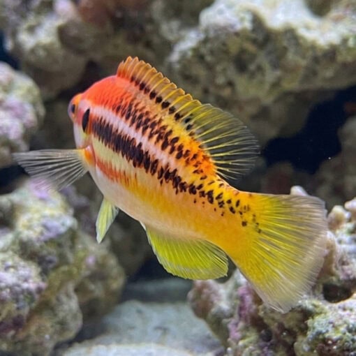 Striped Hogfish - Image 5