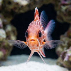 Alternative view of Striped Squirrelfish