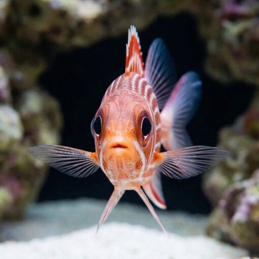 Striped Squirrelfish - Image 2