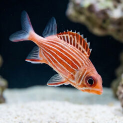 Striped Squirrelfish