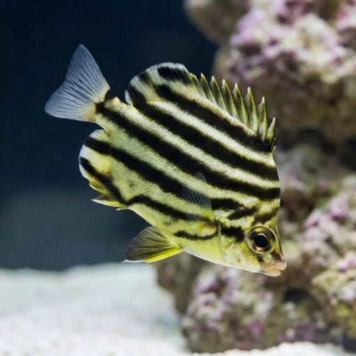 Stripey