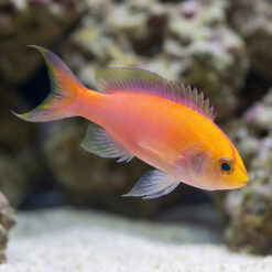 Sunset Anthias
