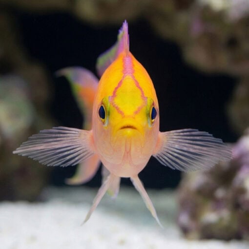 Sunset Anthias - Image 2