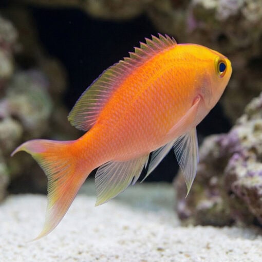 Sunset Anthias - Image 3