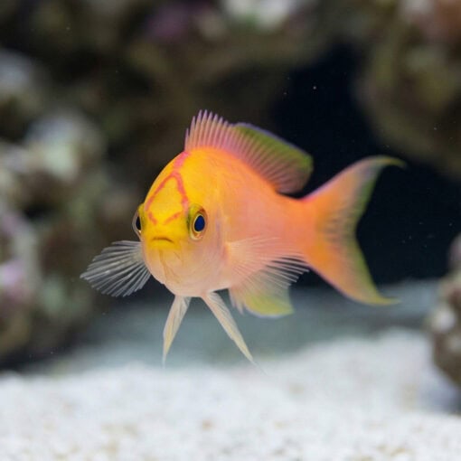 Sunset Anthias - Image 4