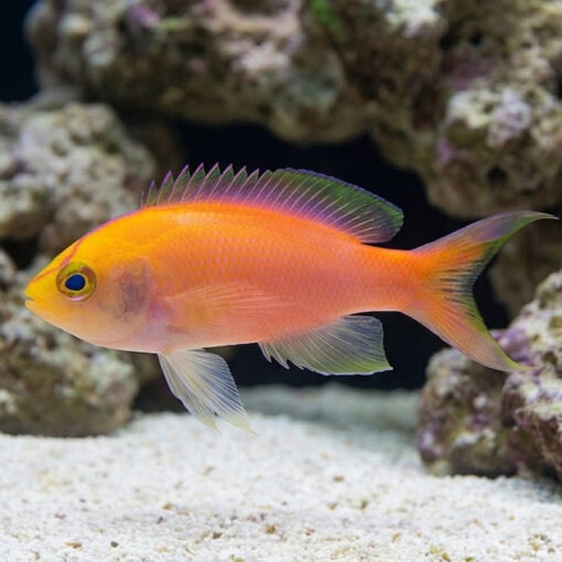 Sunset Anthias - Image 5