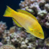Sunset Wrasse