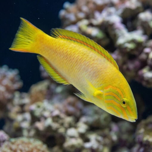 Sunset Wrasse