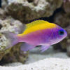 Sunshine Chromis