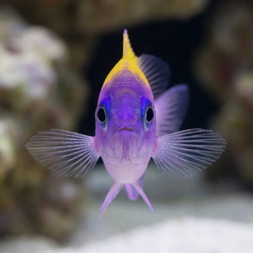 Sunshine Chromis - Image 2