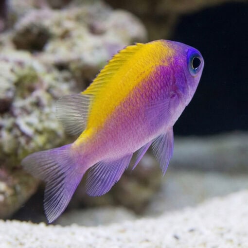 Sunshine Chromis - Image 3