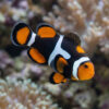 Super Black True Percula Clownfish