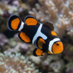 Super Black True Percula Clownfish