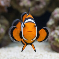 Alternative view of Super Black True Percula Clownfish