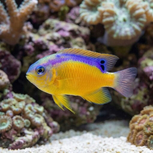 Surge Damsel - Image 3
