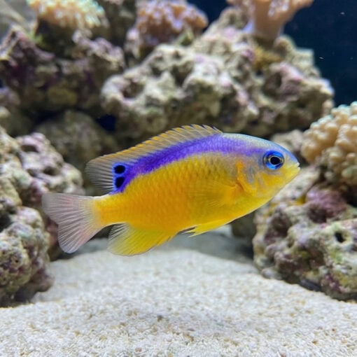 Surge Damsel - Image 4