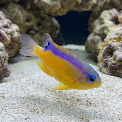 Surge Damsel - Image 5