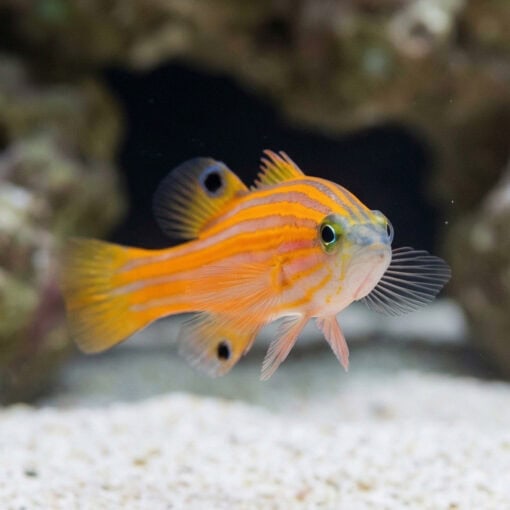 Swalesi Basslet - Image 2